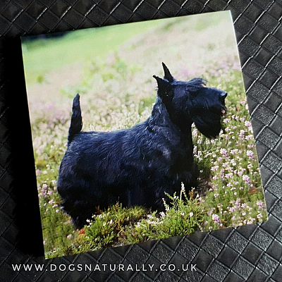 Scottish Terrier Magnetic Note Pad Square